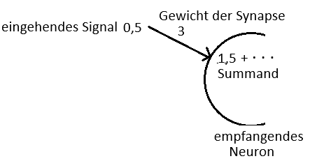 Gewicht einer Synapse